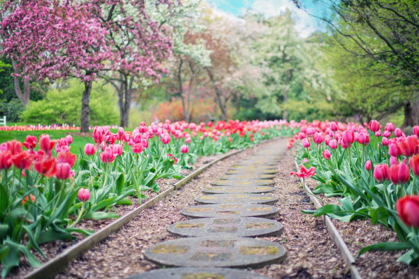 path with flowers