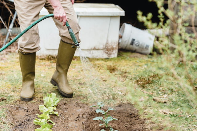 watering plants